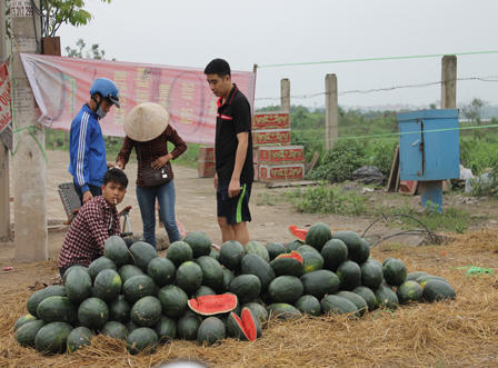 Dưa hấu “mắc kẹt", bán rẻ như cho